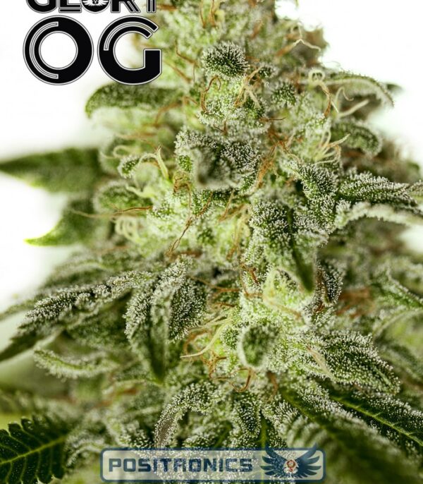 Semillas Positronics Glory OG Fem x5