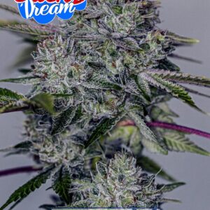 Semillas Positronics Sticky Dream Fem x5