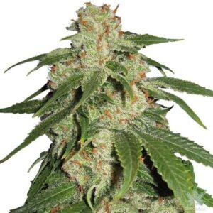 Semillas Stocker Seeds Nicole Cream Auto x5