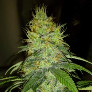 Semillas Nirvana Seeds Raspberry Cough FEM x1