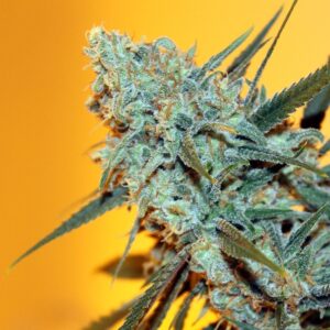 Semillas Ripper Seeds Criminal + Feminizada x3