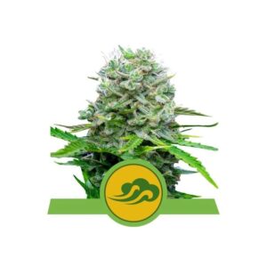 Semillas Royal Queen Seeds Royal Bluematic Auto x3