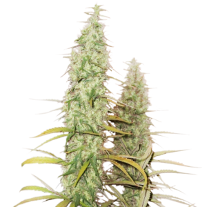 Semillas Stockers Seeds Santa Maria Haze Auto x3