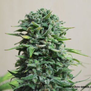 Semillas Kalashnikov Seeds Siberian Haze Auto x1