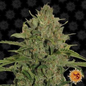 Semillas Barney's Farm Triple Cheese x3