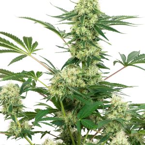 Semillas Breeders Collection SFV OG Kush x Gelato x3
