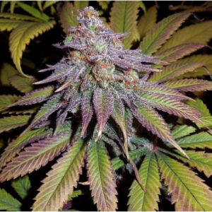 Semillas Sunset Genetics Gorilla FEM x1
