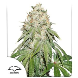 Semillas Dutch Passion Auto Lemon Kix