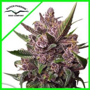 Semillas Dutch Passion Auto Blackberry Kush x7