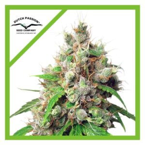 Semillas Dutch Passion Auto Euforia x3