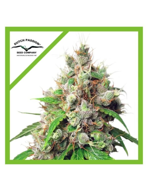 Semillas Dutch Passion Auto Euforia x3