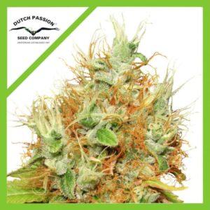 Semillas Dutch Passion Auto Mazar x3