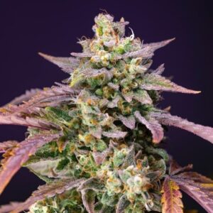 Semillas Sweet Seeds Purple Punch OG 3+1 Fem