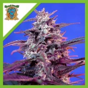 Semillas Sweet Seeds Bloody Skunk Red Family 3+1 Auto