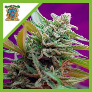 Semillas Sweet Seeds Black Jack 3+1 Auto