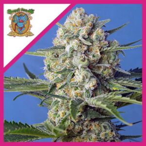 Semillas Sweet Seeds Crystal Candy 3+1 Fem