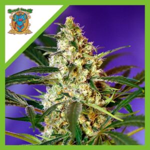 Semillas Sweet Seeds Fast Buds 3+1 Auto