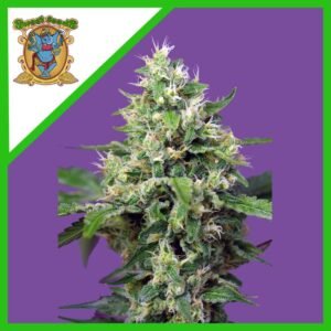 Semillas Sweet Seeds Amnesia Haze XL 3+1 Auto