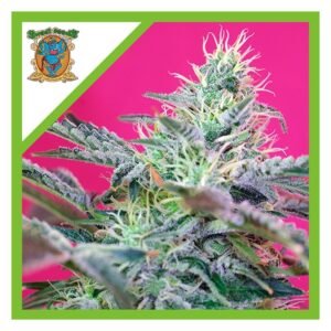 Semillas Sweet Seeds Sweet Cheese XL 3+1 Auto
