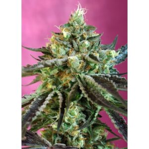Semillas Sweet Seeds Sweet Nurse Auto CBD 3+1