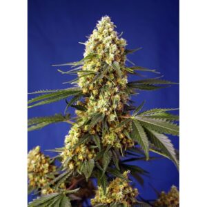 Semillas Sweed Seeds Strawberry Banana Gelato XL Auto x3+1