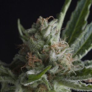 Semillas Pyramid Seeds Shark x1