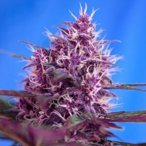 Semillas Sweet Seeds Red Poison Auto 3+1