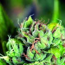 Semillas Pyramid Seeds Tahoe Cure x4