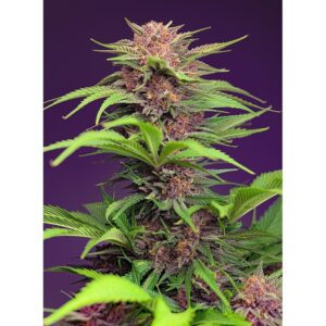 Semillas Sweet Seeds Red Mimosa XL Auto 3+1
