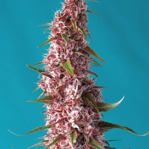 Semillas Sweet Seeds Red Pure Auto CBD 3+1