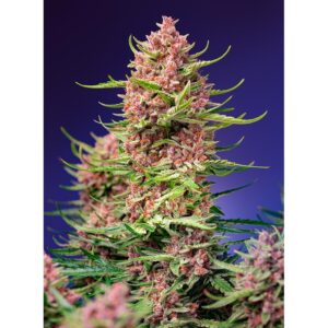 Semillas Sweet Seeds Strawberry Cola Sherbet Fem 3+1
