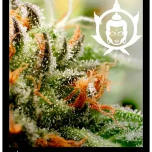 Semillas Buddha Assorted Auto Pack x 10 Semillas Mixtas