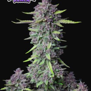 Semillas 42 Fast Buds Purple Punch Auto 3+2