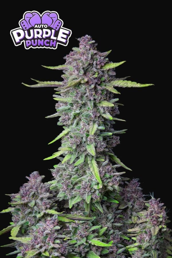 Semillas 42 Fast Buds Purple Punch Auto 3+2