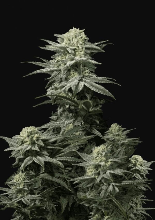 Semillas GG4 Sherbet Fast Flowering