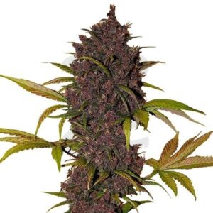 Semillas 42 Fast Buds LSD-25 Auto x 5