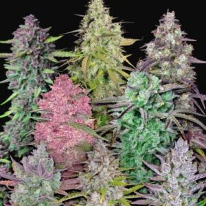 Semillas 42 Fast Buds Mix Pack Auto x 25