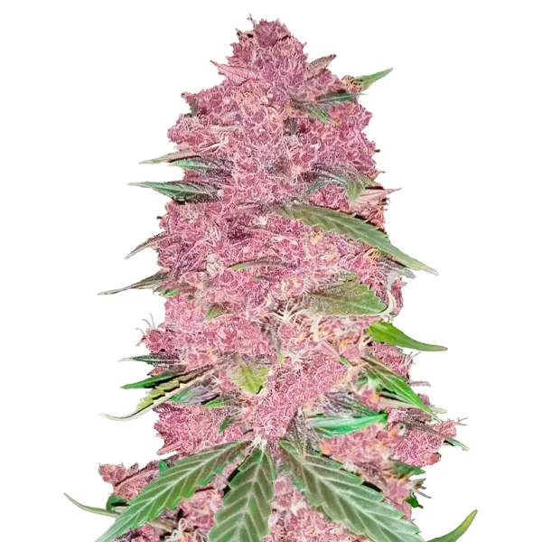 Semillas 42 Fast Buds Purple Lemonade Auto 5+3
