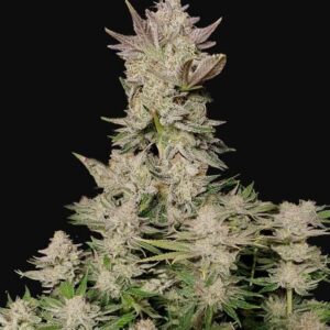 Semillas 42 Fast Buds Tropicana Cookies Fast Flowering 3+2