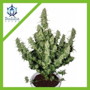 Semillas Buddha Seeds Magnum Auto x3