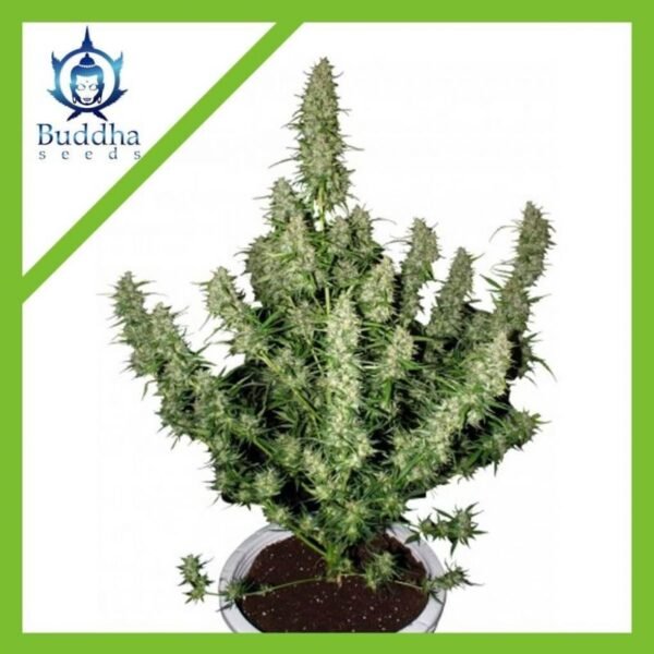 Semillas Buddha Seeds Magnum Auto x3