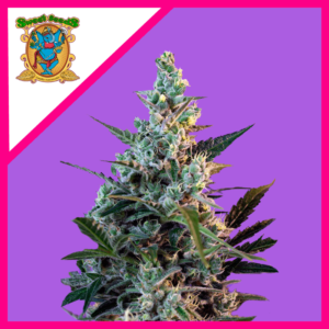 Semillas Sweet Seeds Sweet Skunk Auto 3+1