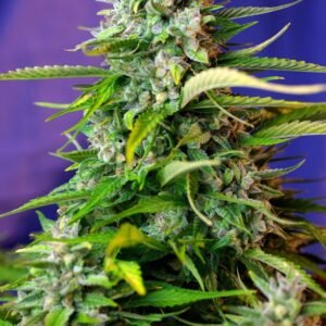 Semillas Sweet Seeds Jack 47 Auto 3+1