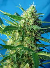 Semillas Sweet Seeds NYC Diesel Auto 3+1