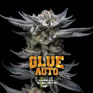Semillas BSF Gorilla Glue Auto x4