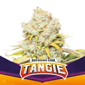 Semillas BSF Tangie XXL Auto x2