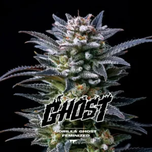 Semillas BSF Gorilla Ghost GK x 4 Fem