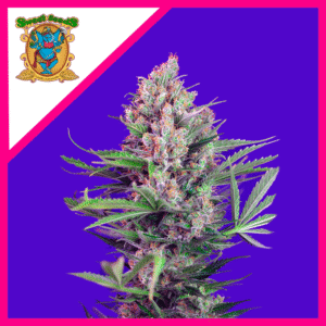 Semillas Sweet Seeds Cream Mandarine Auto 3+1