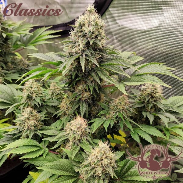 Semillas Buddha Seeds White Widow Auto 3+1